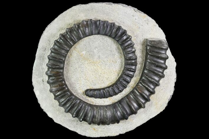 Devonian Ammonite (Anetoceras) - Morocco #110647